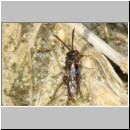 Nomada sheppardana - Wespenbiene w02a 4mm OS-Hasbergen Lehmhuegel det.jpg